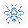 Derbyshire Hornet Nest Removals