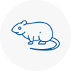 Rat Control Derbyshire